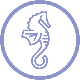 Seahorses